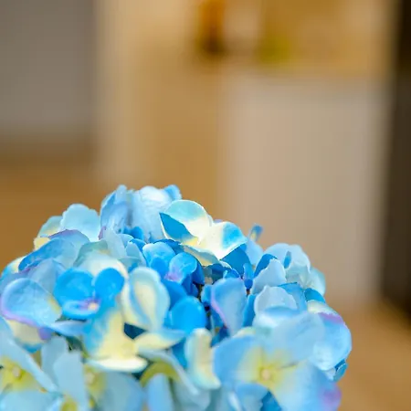 아파트 Luxury Apartments With Fabulous View Near City Center